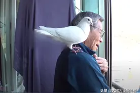 爷爷帮助白鸽躲避大雨，白鸽往后常来他家做客，却把邻居惹火了图片