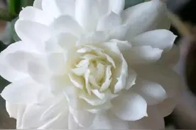 茉莉花的3个经典重瓣品种，花大色香，都是“极品”，你养了几种图片