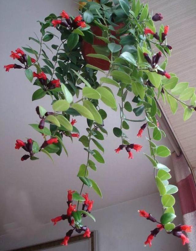 贝拉小蜜蜂草本身体乳