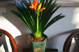 君子兰养不好，要避开3个“错误”，根系长满盆，叶片肥厚开花棒图片