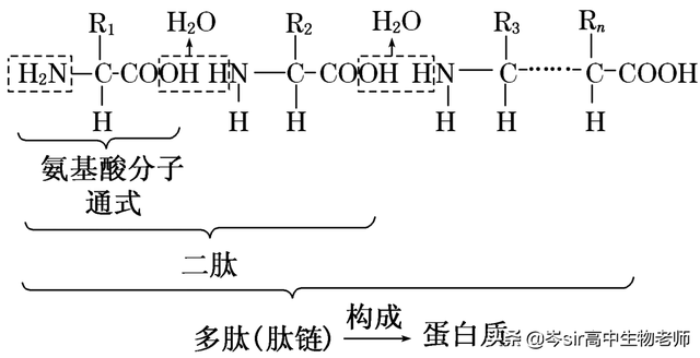 高中生物 重点知识梳理 蛋白质结构和功能
