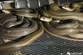 蛇类到底能不能养殖？图片