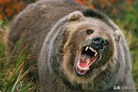 熊有多可怕？成精恶熊与人类斗智斗勇，三毛别罴事件始末图片