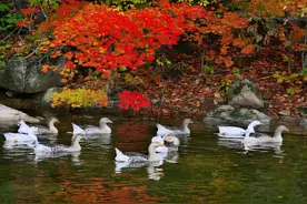 吉林•桦甸 | 旅游精品线路推介吉林市行图片