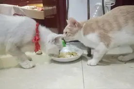 流浪猫咪终于寻到了家，给新主人家也带去温馨与欢乐图片