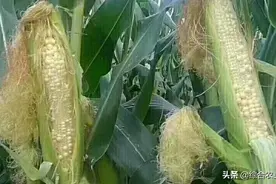 3看可防止玉米再花粒、空穗，快去玉米地看看雄穗和棒子咋样吧图片
