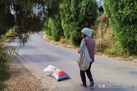 7旬老人30里路外采树籽，言称无本生意，手快1天能赚300图片