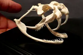 毒蛇界的“肥仔”，世界十大毒蛇之一，毒量惊人的巨齿蛇皇图片