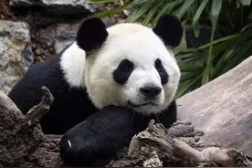 加拿大撑不住了：大熊猫“大毛”“二顺”提前返回中国图片