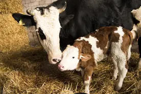 牛犊倒生怎么处理？用这个方法保证母子平安图片