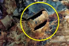 3亿年前的“螺丝”镶嵌在石块中，就此揭开一个史前的巅峰时代图片