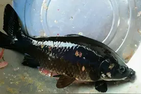 广东钓友钓获“黑鲤鱼”，浑身乌黑发亮！网友戏称：非洲来的图片