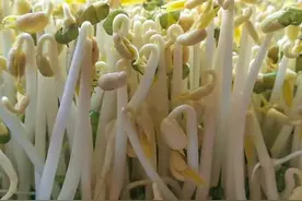 家庭自制绿豆芽，教你5个小秘诀，豆芽4天就能吃，安全卫生又营养图片