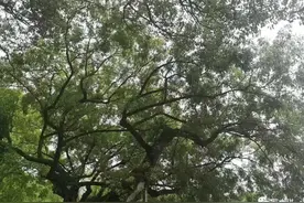 罗合琪：赌气不干的背后到底是什么？图片