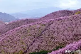 浙中源东乡，掩藏在十里桃林的古朴村落，空气中也弥漫着桃子香气图片