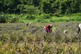 云城安塘金钻凤梨铺满地 ！本月大量上市啦！！！图片