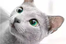 俄罗斯蓝猫 为何被称为猫中的＂高冷范儿＂?图片