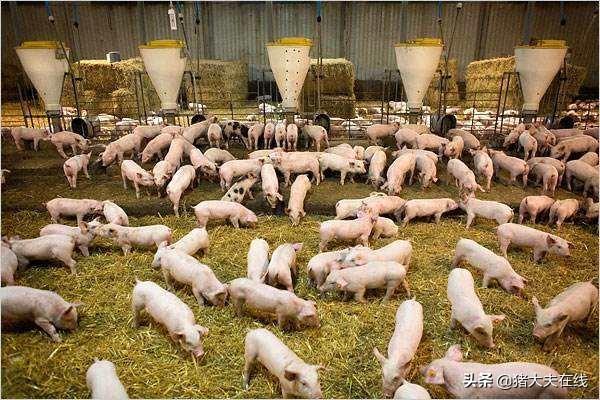 都说发酵饲料养猪好，好在哪？关于发酵饲料这些问题，你需要了解