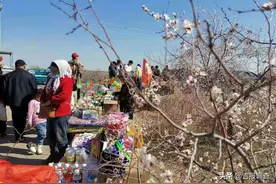 通榆县包拉温都蒙古族乡杏花节盛装开幕，上万亩天然杏树林齐绽花朵，满山遍野，繁花似锦图片