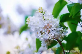 笔尖流出的故事：《校园里的丁香花》唐诗图片