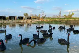 你知道吗？朱桥乡有个“黑天鹅湖”！图片