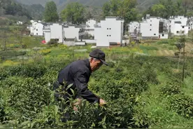 共同富裕，应该先照顾70岁以上农民！农村养老4个方面压力很大图片