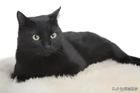 全黑的猫还是比较少见的，养黑猫有什么说法图片