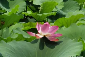 济南大明湖畔荷花依旧，却不见当年的夏雨荷图片