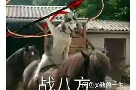 闲鱼果然是个搞笑软件图片
