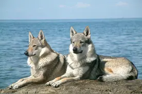 据说这是全世界最贵的10种狗狗，藏獒强势入榜，第一是个啥？图片