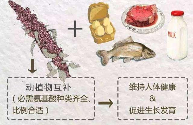 蛋白质大学问，天天都在谈的蛋白质，今天就来认识下