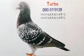 一位老手养好赛鸽的“穷”手段图片