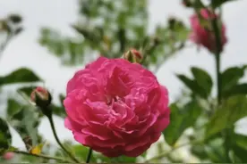 孩子小升初补习班到底该上么？图片