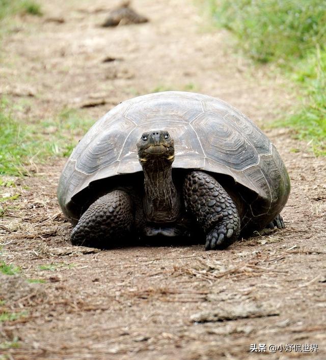 动物的本领 哪些动物有特殊的能力-桔子edu