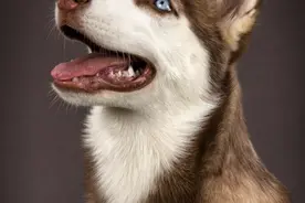 萌犬二十种，忠爱满世界图片