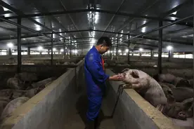 跨区贩运病猪千里无阻？新套路怎么破图片