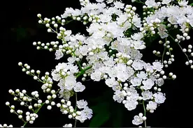 珍珠梅～盛夏开出脱俗的白花，俏丽中不失高雅，且香气袭人。图片