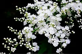 珍珠梅～盛夏开出脱俗的白花，俏丽中不失高雅，且香气袭人。图片