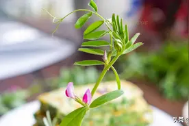 春天用这野菜煎饼子，口感好味道香，早餐来一盘，是饭也是菜图片