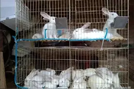 养兔必看，兔子常见的五种疾病和防止方法图片