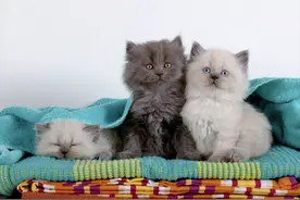 注意！养猫的人会得这些病图片