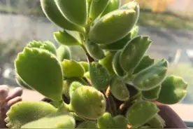 养多肉熊童子，做好2点，爪子又肥又多，很萌很好看图片