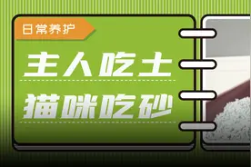 为什么有的猫咪会爱吃猫砂？图片