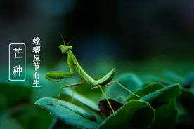 芒种 | 螳螂应节而生，十首有关螳螂的诗词，催人起五更图片