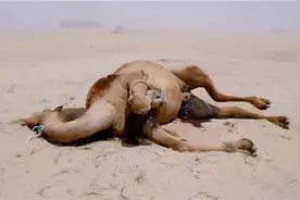 沙漠中遇见死去的骆驼，为什么不能碰？碰了后果会有多严重？图片