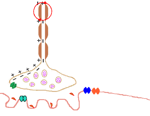 中学生物精美GIF动图来啦