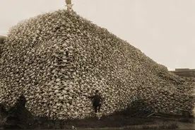 美国人有多残忍？为了牛皮将国兽杀到濒临灭绝，牛骨堆积成山图片