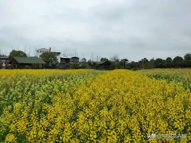 北国杏花初绽，江南已是油菜花漫山，“可甜可盐”的彩色油菜花，爱了！