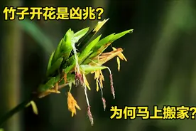 “竹子开花，马上搬家”竹子开花是凶兆？为何老祖宗让马上搬家？图片