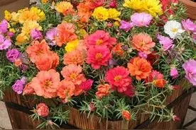 太阳花徒长不开花怎么办，教你三招开爆盆图片